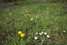 Wiese-Frühling-115.jpg